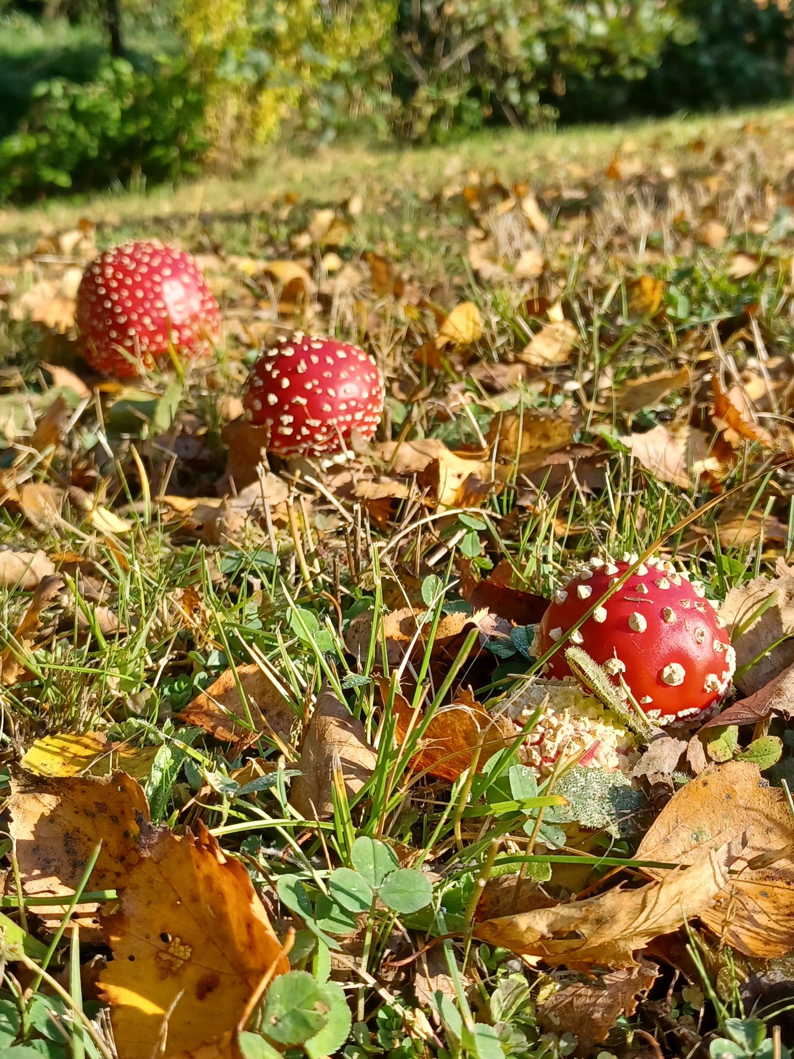 Drei rote Fliegenpilze mit weißen Flocken zwischen Herbstlaub und Gras