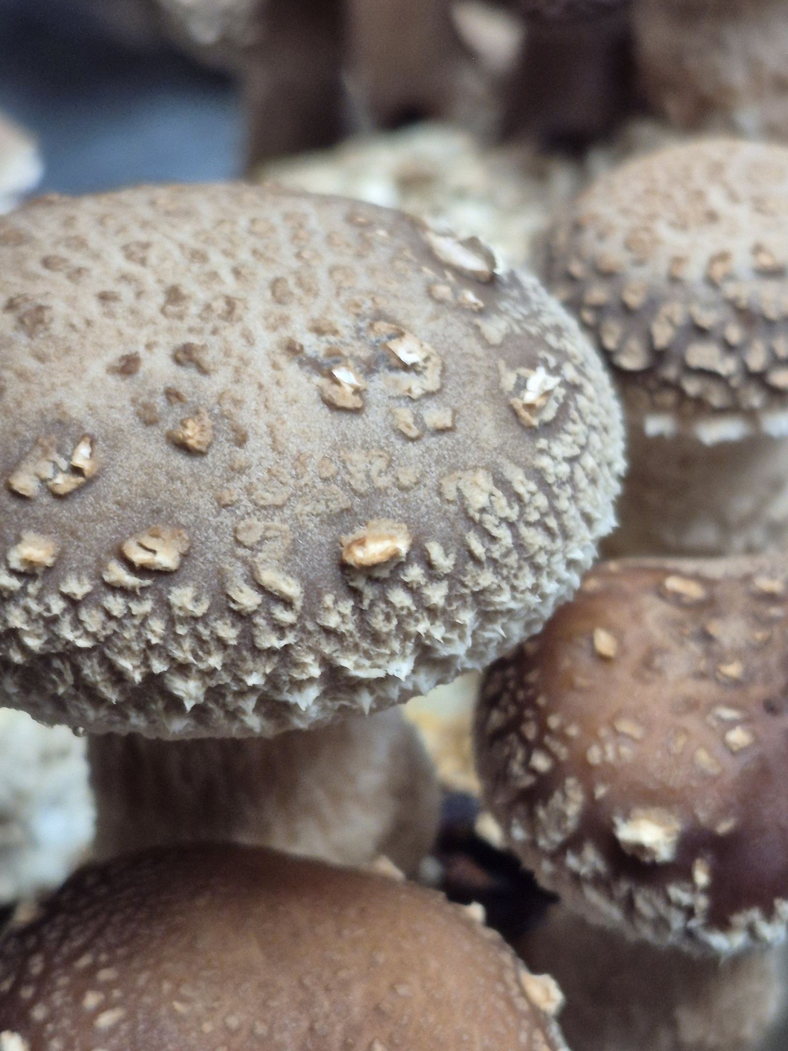 Nahaufnahme junger Shiitake-Hüte mit hellen, flockigen Schuppen